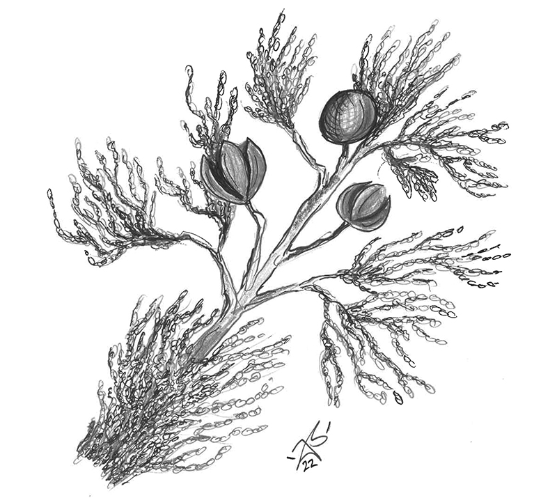 Gululai / Coastal Cypress Pine illustration by Joel Barney